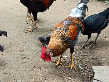 Çok Renkli Tüylü Güzel Bir Horozun Çeşitli Görüntüleri Diğer Tavuklar, Piliçler ve Yeşiller Bahçesindeki Tavuklar 'la birlikte