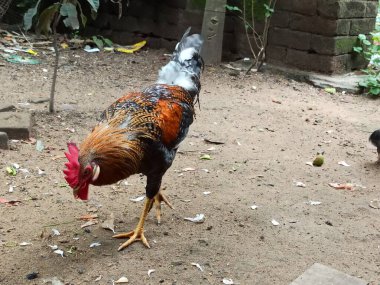 Çok Renkli Güzel Bir Horoz Arka Bahçede Bekliyor ve Yiyecek Arıyor Doğal Bir Çiftlikte Çeşitli Tavuk Yetiştiriyor