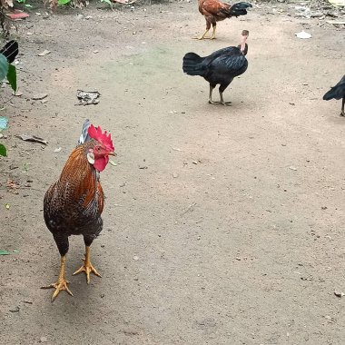 Çok Renkli Güzel Bir Horoz Arka Bahçede Bekliyor ve Yiyecek Arıyor Doğal Bir Çiftlikte Çeşitli Tavuk Yetiştiriyor