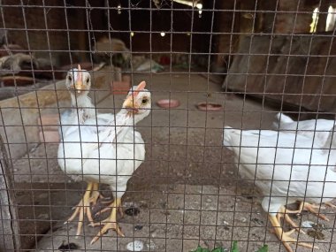 A Group of White Leghorn Pullets and Cockerels Living Inside a Spacious Poultry Coop with a Rural-Style Setup, Showcasing Natural Farm Life clipart