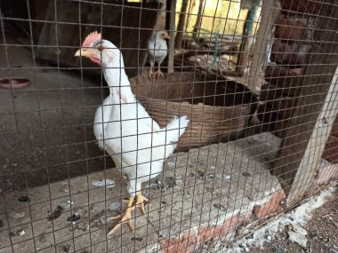 Beyaz Leghorn Tavşanlar ve Horozlar Kırsal Tarzlı Doğal Çiftlik Yaşamını Gösteren Geniş Kümeste Yaşıyorlar