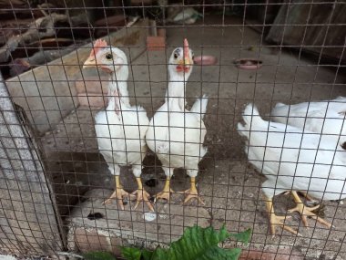 A Group of White Leghorn Pullets and Cockerels Living Inside a Spacious Poultry Coop with a Rural-Style Setup, Showcasing Natural Farm Life clipart