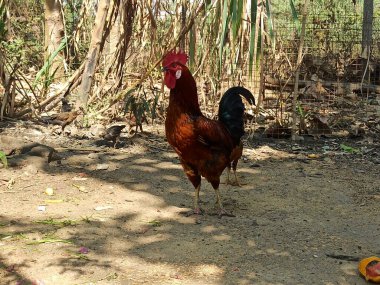 Kahverengi, Siyah ve Kırmızı Tüylü Bir Büyük Horoz Arka Bahçe Bahçesinde Duruyor Çeşitli Pozlar ve Açılar Altında, Doğal Güzelliğini ve Statüsünü Gösteriyor