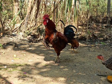 Kahverengi, Siyah ve Kırmızı Tüylü Bir Büyük Horoz Arka Bahçe Bahçesinde Duruyor Çeşitli Pozlar ve Açılar Altında, Doğal Güzelliğini ve Statüsünü Gösteriyor