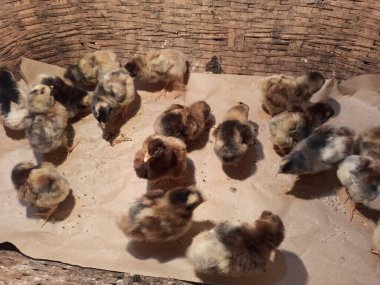 Geleneksel Isı ve Yaşamları İçin Isınma ve Sıcaklık Sağlama Yöntemi olarak Ampulleri Kuluçka Yavrusu