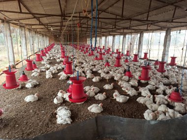 Beyaz Cornish Rock Tavukları ve Kırmızı Besleyiciler ve Otomatik İçicilerle Geleneksel Izgara Tavuk Çiftliği Klasik Kümes Hayvanları Kurulumunu Gösteriyor