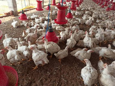 A Traditional Broiler Chicken Farm Featuring White Cornish Rock Chickens with Red Feeders and Automatic Drinkers, Showcasing a Classic Poultry Farming Setup clipart