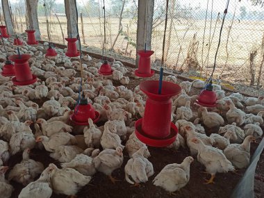 Beyaz Cornish Rock Tavukları ve Kırmızı Besleyiciler ve Otomatik İçicilerle Geleneksel Izgara Tavuk Çiftliği Klasik Kümes Hayvanları Kurulumunu Gösteriyor