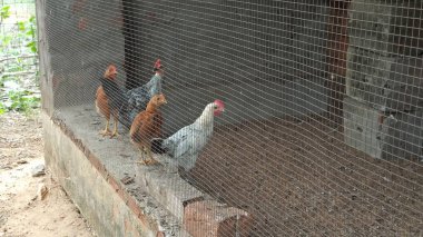 Çok renkli melez tavuklar bir tavuk kümesinde mutlu mesut yaşıyorlar.