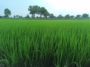 Yeşil bir çeltik tarlasının fotoğrafı. Arka planda ağaçları gösteriyor.