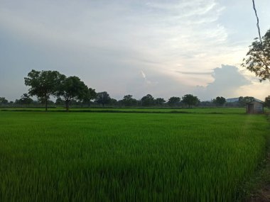 Yeşil bir çeltik tarlasının fotoğrafı. Arka planda ağaçları gösteriyor.