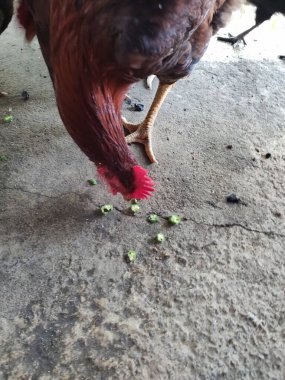 Arka bahçedeki tavuklar yeşil sebze maması yiyor veya besliyorlar.