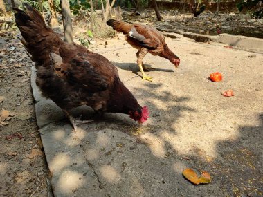 Arka bahçede kırmızı domates ve tohumları besleyen ya da yiyen tavuk sürüleri