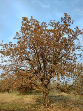 Madhuca longifolia  Indian tropical tree found largely in the central, southern, north Indian plains and forests clipart