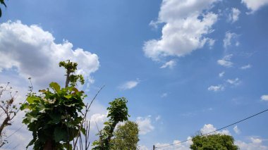 Ormanda yeşil ağaçlar ve arka planda bulutlar