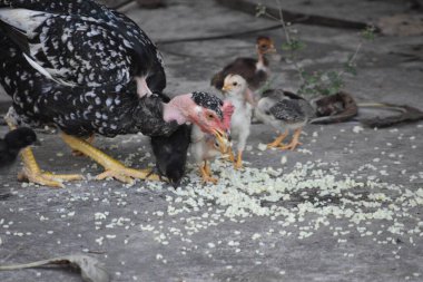 Siyah ve Beyaz Benekli Boyun Kuluçkaya Yatmış Tavuk Yavrularına Bakar Gündüz Görüşü