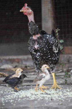 Siyah ve Beyaz Benekli Boyun Kuluçkaya Yatmış Tavuk Yavrularına Bakar Gündüz Görüşü