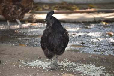 Buff ya da Brown Aseel Hen Yavru Piliçlerle Yiyecek Arıyor ve Tehlike Uyarısında Uyanık Kalıyor