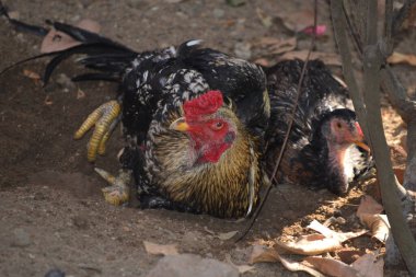 Large Aseel Rooster and Hen Enjoying a Natural Dust Bath in the Backyard clipart