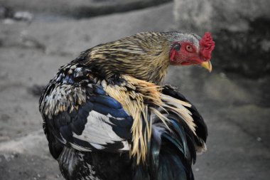 Large Aseel (Asil) Rooster Preening Feathers Using Beak: Natural Self-Care Behavior in Backyard Area clipart