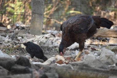 Asil or Aseel Hen Teaching and Caring for Her Chick While Foraging in the Backyard clipart