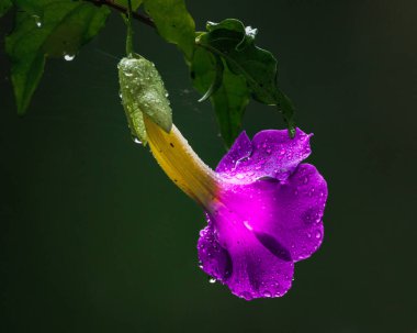 After a rainy night, a purple flower hangs covered by dew clipart