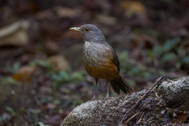 A thrush perched on a rock clipart