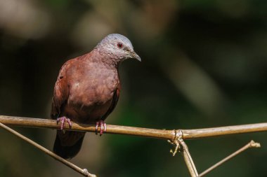 Bambu çubuğuna tünemiş küçük bir güvercin
