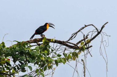 A colorful toucan yells to the incoming night  clipart