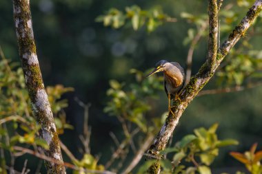 Küçük bir balıkçıl Ağaç gövdesine tünemiş sabah güneşinin tadını çıkarıyor