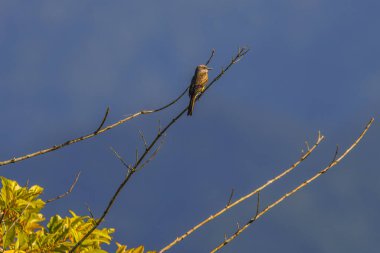 A young bird perched on top of a thin tree branch looking for in clipart