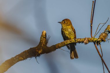 Yapraksız bir dala tünemiş küçük kahverengi bir kuş.