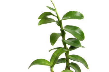 Telif alanı olan beyaz arkaplanda yeşil orkide yaprakları