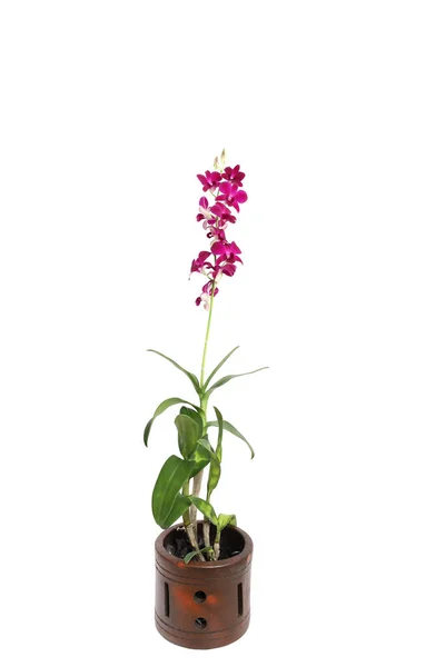Beautiful Purple Orchid Flowers Pot Isolated White Background — Stock Photo, Image