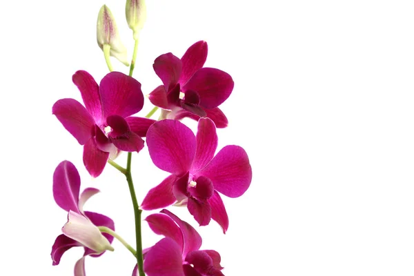 美丽的紫色兰花的近照 在白色背景上与版权保护隔离 — 图库照片