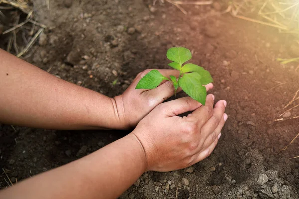 Hands planting a small plant on the ground with golden light. Environment and save earth concept