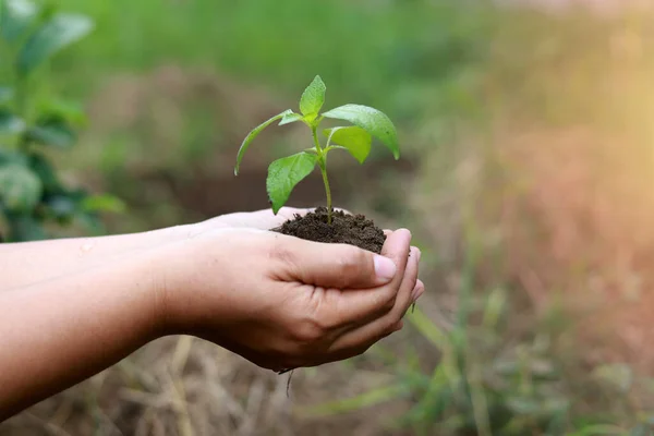 Hands holding a small plant with nature background. The concept of plant growth, and environmental protection