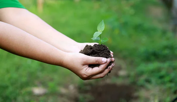 Händerna Håller Liten Planta Rädda Jorden Sidovy — Stockfoto