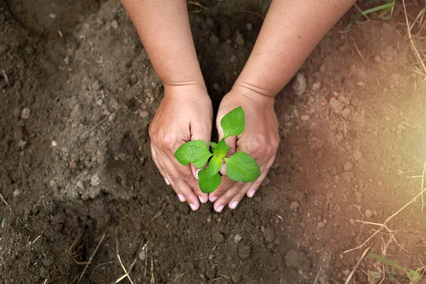 Top Kilátás Kezét Ültető Kis Növény Földön Környezetvédelem Föld Megmentése — Stock Fotó
