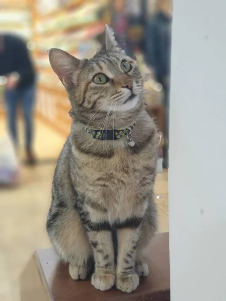 Close Portrait Cute Cat Grand Bazaaar Turkiye — Stock Photo, Image