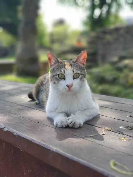 Turecki Kot Siedzi Parku — Zdjęcie stockowe