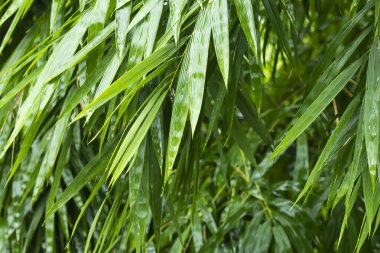 bright green bamboo leaves when it rains