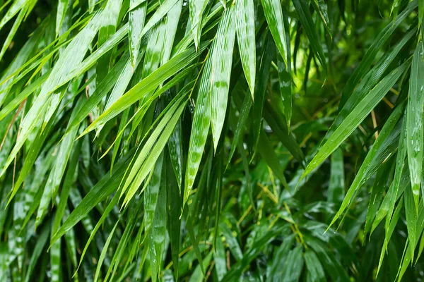 Bright Green Bamboo Leaves Rains — Stockfoto