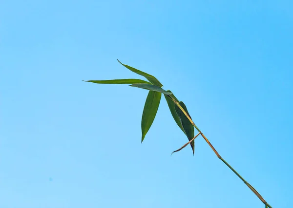 Foglie Bambù Sfondo Cielo — Foto Stock