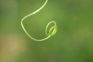Tender shoots of vegetables in the garden