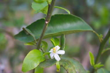 Organik yetişmiş bir portakal ağacının çiçekleri.
