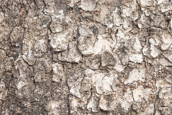 Arkaplan Ağaç Dokusu — Stok fotoğraf