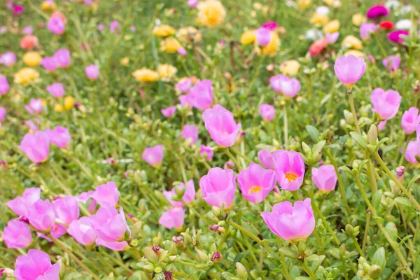 Beautiful Flower Fields Full Multi Colored Flowers — Stock Photo, Image