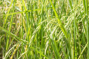 Pirinç bitkisinin üzerinde çok tahıl