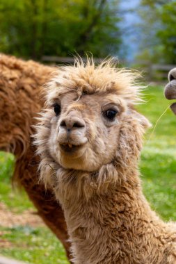 Canlı bir bahar manzarasında ilginç bir Alpaka. İlginç bir alpaka, yeşil yeşillik bir zemin ile pitoresk bir alanda duruyor, doğanın ve kırsal güzelliğin özünü somutlaştırıyor..